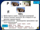 P х F 1 100%. Какая окраска шерсти у кроликов доминирует? Каковы генотипы родителей (Р) и гибридов F1 по признаку окраски шерсти? 3. Какие генетические закономерности проявляются при такой гибридизации? Ответ. 1.Доминирует темная окраска шерсти. 2.P:АА х аа; F1:Аа 3.Правило доминирования признаков и
