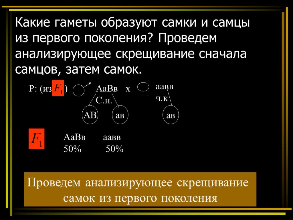 Сколько типов гамет образует потомок от анализирующего