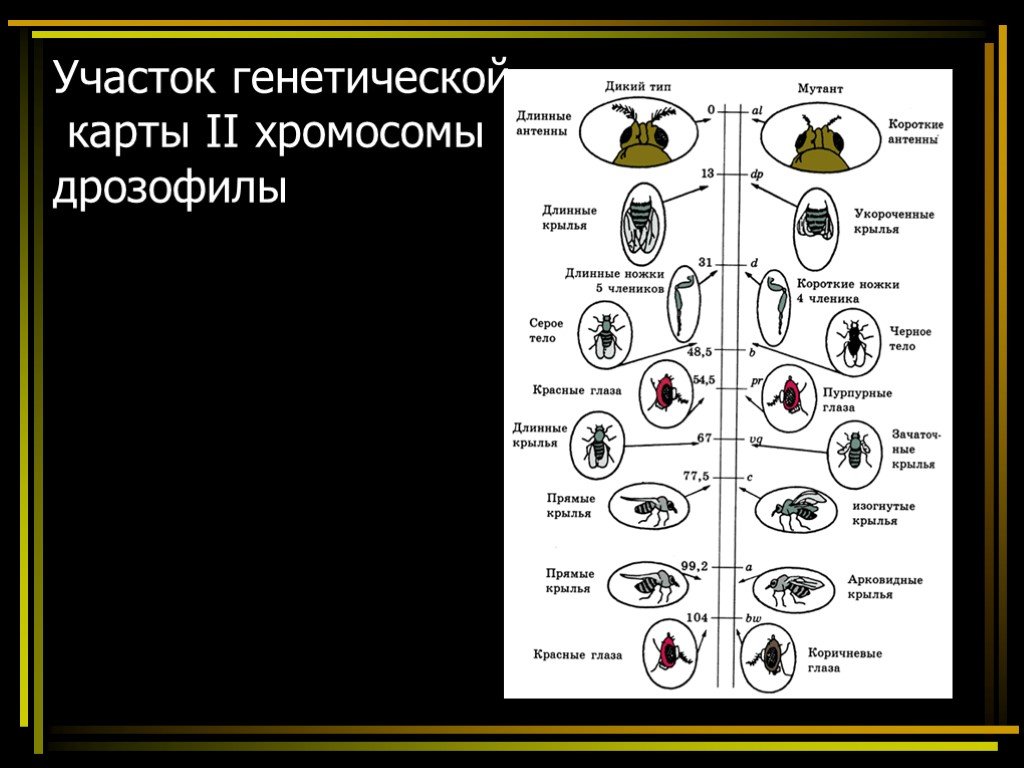 Презентация хромосомная теория наследственности 10 класс презентация