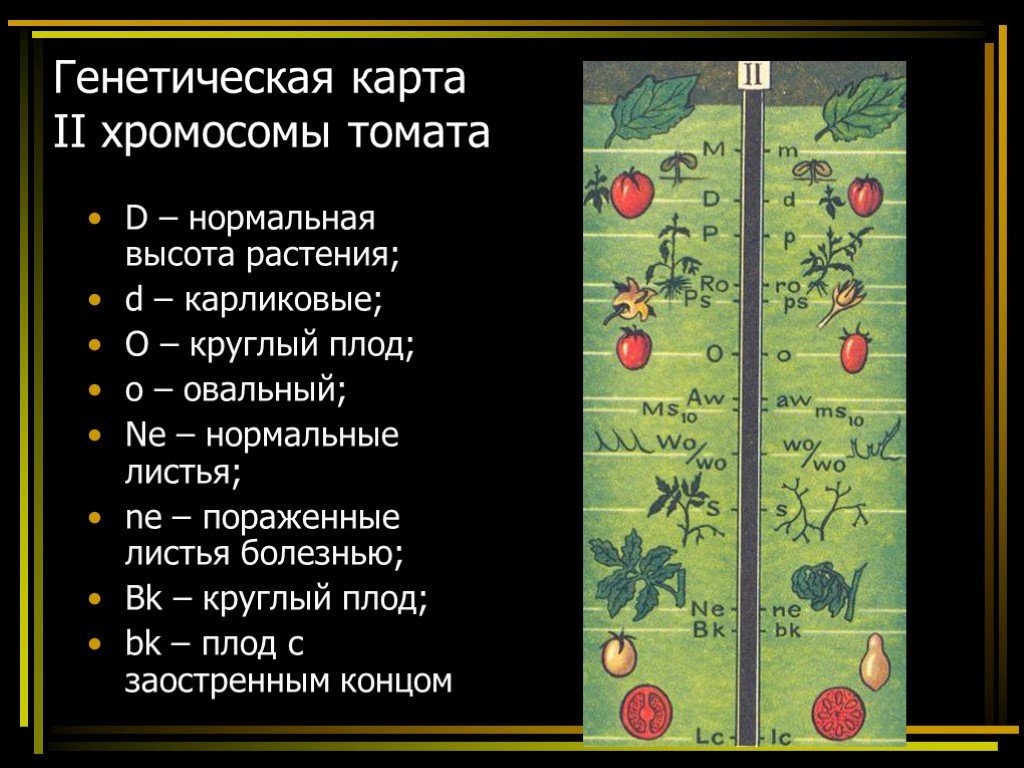 Генетическая карта. Генетическая карта хромосомы томата. Генетическая карта 2 хромосомы томата. Генетические карты Хромос. Генетическая карта карта.