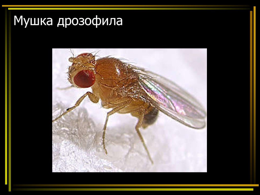 Презентация хромосомная теория наследственности 10 класс презентация