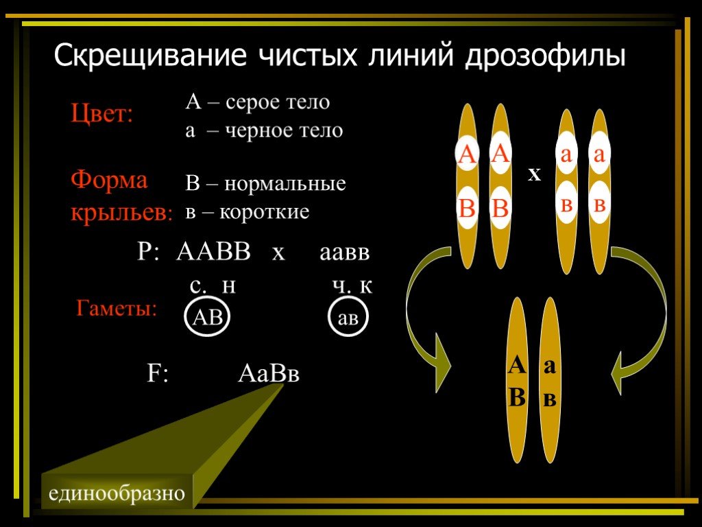 Скрещивание чистых линий дрозофилы