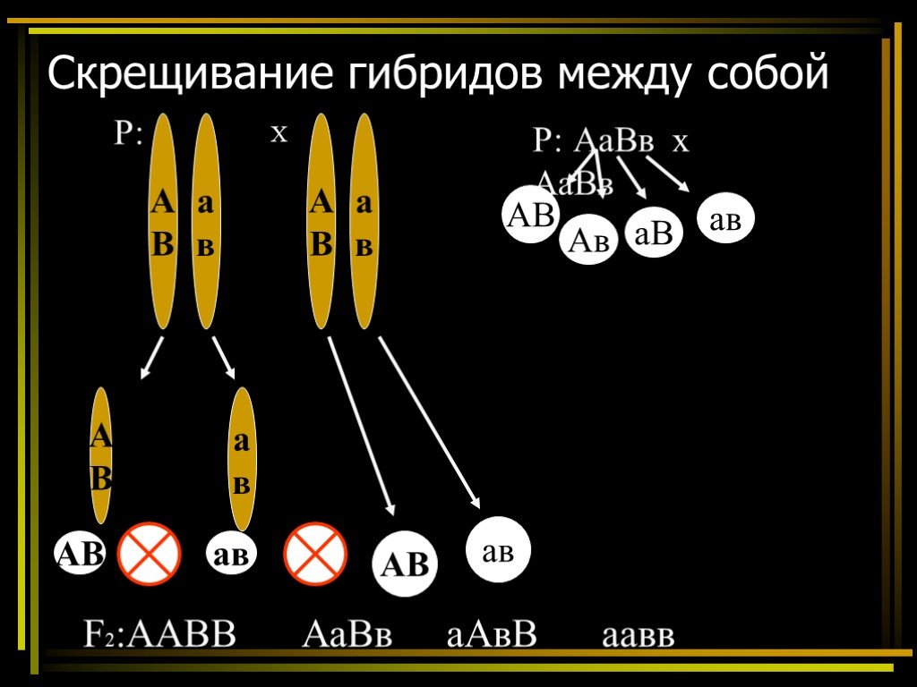 Хромосомная теория наследования 10 класс презентация