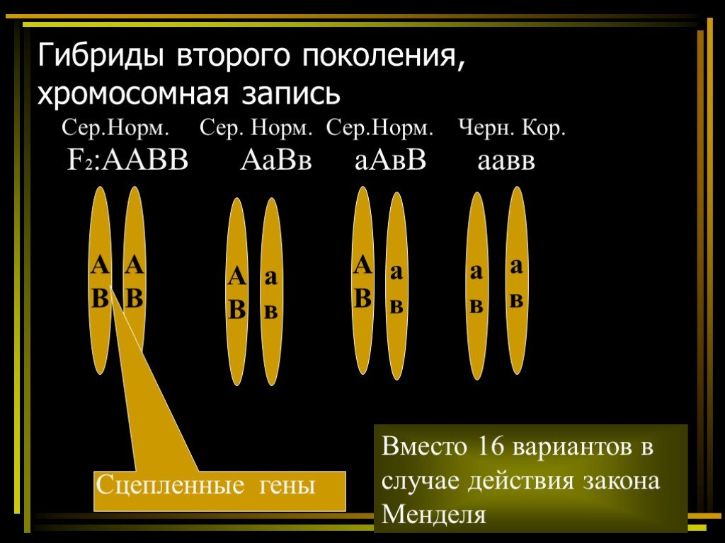 Хромосомная теория презентация