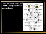 Участок генетической карты II хромосомы дрозофилы