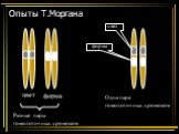 Опыты Т.Моргана цвет форма. Разные пары гомологичных хромосом. Одна пара гомологичных хромосом