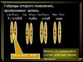 Гибриды второго поколения, хромосомная запись. Вместо 16 вариантов в случае действия закона Менделя. Сер.Норм. Сер. Норм. Сер.Норм. Черн. Кор.