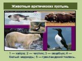 Животные арктических пустынь. 1 — кайра; 2 — чистик; 3 — овцебык; 4 — белый медведь; 5 — гренландский тюлень.
