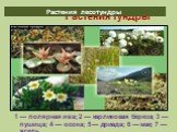 Растения тундры. 1 — полярная ива; 2 — карликовая береза; 3 — пушица; 4 — осока; 5 — дриада; 6 — мак; 7 — ягель. Растения лесотундры
