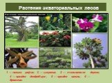 Растения экваториальных лесов. 1 — пальма рафия; 2 — цекропия; 3 — тюльпановое дерево; 4 — орхидея дендробиум; 5 — орхидея ваниль; 6 — бромелия.