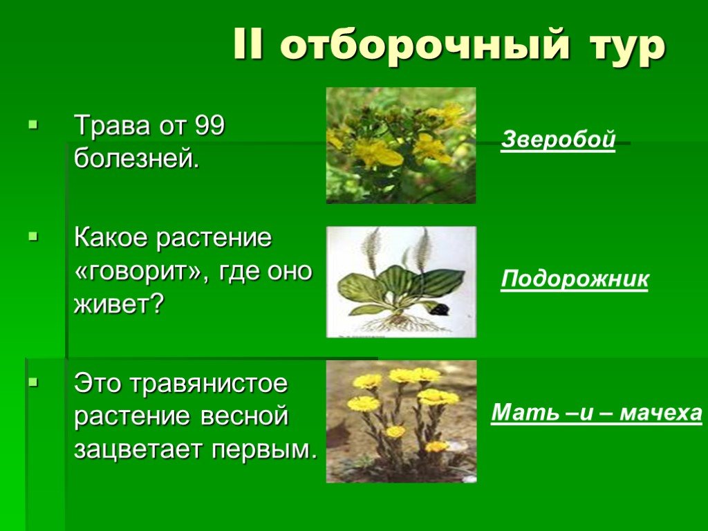 Скажи трава. Какое растение говорит где оно живет. Зверобой от 99 болезней трава. Какое растение зацветает первым. Подорожник зверобой.