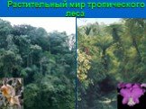 Растительный мир тропического леса