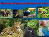 Животный мир тропического леса