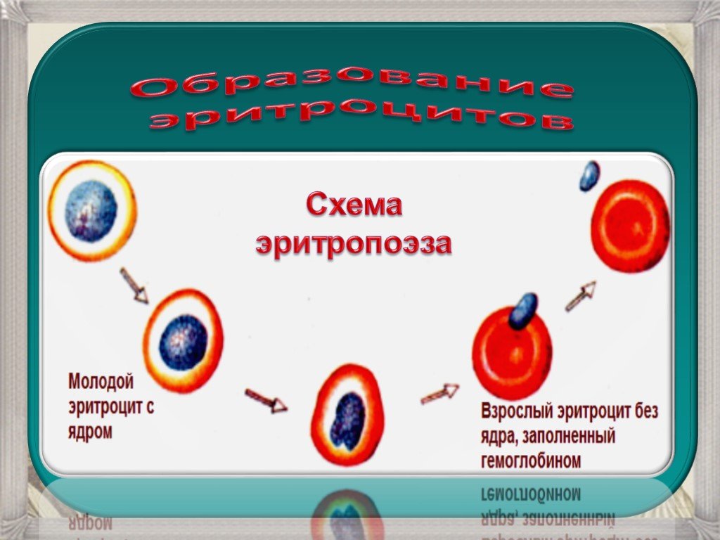 Синтез эритроцитов. Схема созревания кровяных клеток. Схема образования эритроцитов. Схема образования кровяных клеток. Эритропоэз схема эритроциты.
