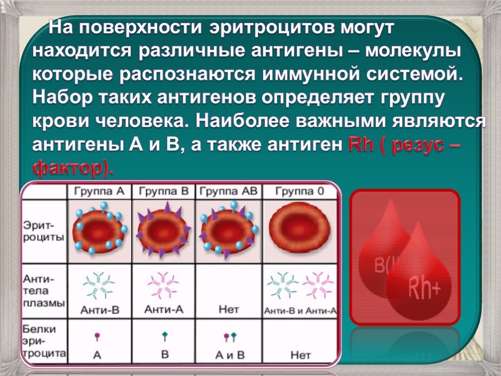 Как узнать какая кровь. Антигены 1 группы крови. Группы крови эритроциты. Группы крови антигены эритроцитов. Антиген эритроцитов первой группы крови:.