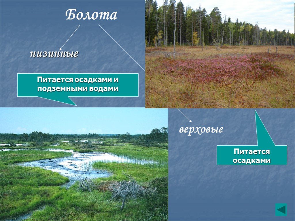 Образование внутренних вод. Верховные и низимные болота. Верховые болота. Болота России верховые и низинные. Верховы е и нозовы болота.