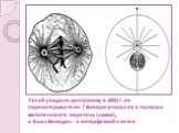 Такой увидели центросому в 1887 г. ее первооткрыватели: Т.Бовери описал ее в полюсах митотического веретена (слева), а Э.ван Бенеден - в интерфазной клетке.