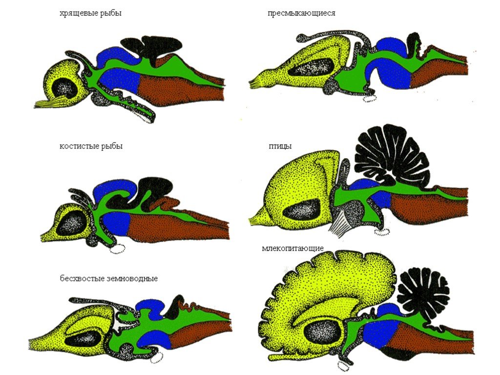 Мозг рептилий рисунок