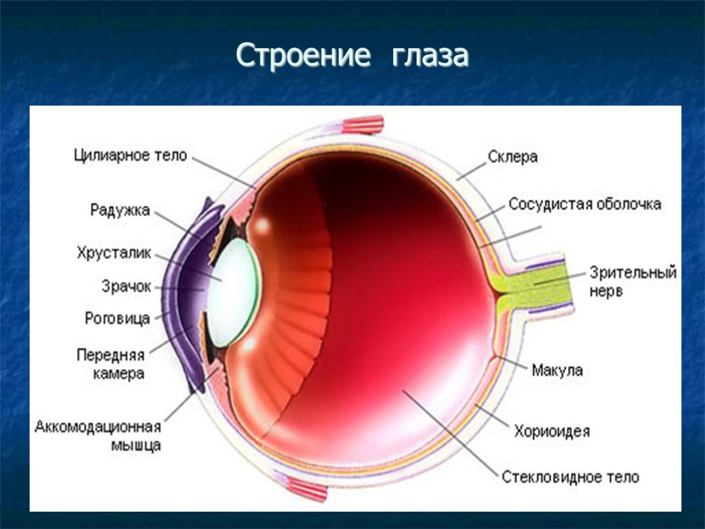 На какой части глазного яблока образуется изображение