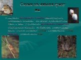Самые маленькие грызу ны. У северного карликового хомячка (Baiomystaylori), обитающего в Мексике и в штатах Аризона и Техас, США, а также у трехпалого карликового тушканчика (Salpingotulus michaelis) из Пакистана длина головы вместе с телом составляет 3, 6 см, а длина хвоста 7, 2 см Мышовки длиной о