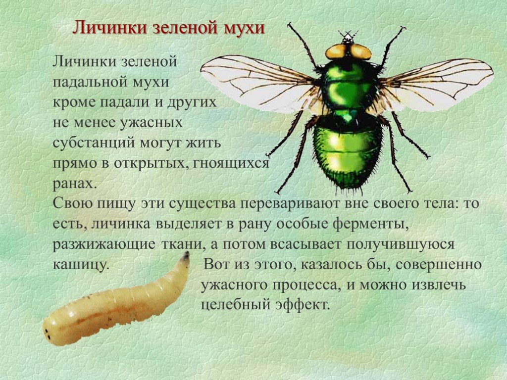 Есть личинок мух. Зелёные Падальные мухи.