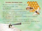 Лечение пчелиным ядом. Лечение пчелиным ядом известно уже очень давно и имеет массу приверженцев. Терапия пчелиным ядом основана на том, что пчелиный яд (апитоксин) богат ферментами, пептидами, глюкокортикоидами и другими лечебными компонентами. Яд пчел эффективен при лечении ревматического артрита 