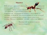 Муравьи. В Китайской народной медицине отводится особое место лечению заболеваний муравьями, настои из них применяют при артритах и хроническом бронхите. Современные исследования показали, что в настое из муравьёв содержится большое содержание цинка, который является антиоксидантом и стимулирует имм