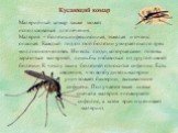 Кусающий комар. Малярийный комар также может использоваться для лечения. Малярия – болезнь инфекционная, тяжелая и очень опасная. Каждый год от этой болезни умирает около трех миллионов человек. Но есть люди, которые сами готовы заразиться малярией, лишь бы избавиться от другой своей болезни. К числ