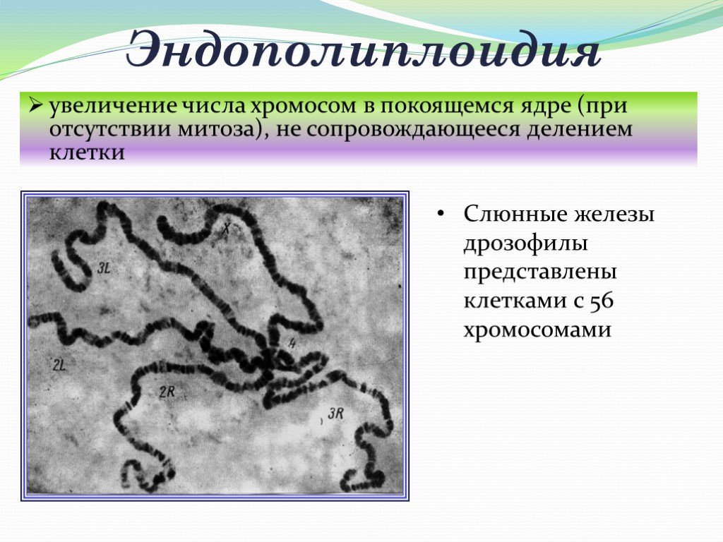 Кратное увеличение набора хромосом в клетках. 56 Хромосом.