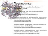 Протеомика Получены результаты по структурно-функциональной организации белков, имеющие высокое медико-биологическое значение. Созданы уникальная база данных пространственных структур белков PDBSite (http://wwwmgs.bionet.nsc.ru/mgs/gnw/pdbsite/), программа распознавания функциональных сайтов белков 