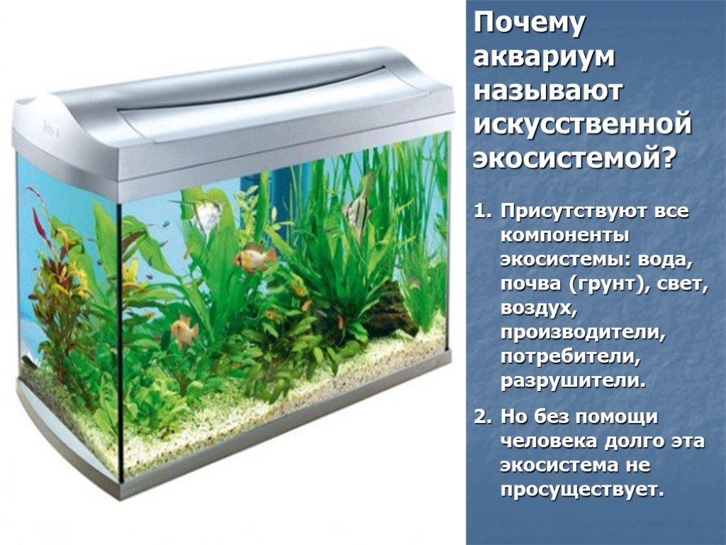 Для каких целей человек создает аквариум. Аквариум искусственная экосистема. Экко система аквариума. Аквариум модель экосистемы. Искусственные водные экосистемы.