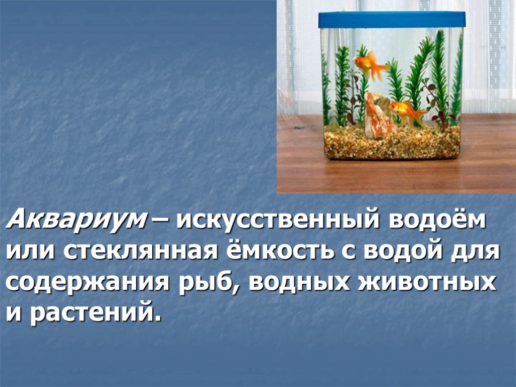 Различия аквариума и естественного водоема. Сообщение про аквариум. Презентация на тему аквариум. Аквариум для презентации. Аквариумные рыбки проект.