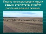 После того как прошли козы и овцы в степи трудно найти растение давшее семена.