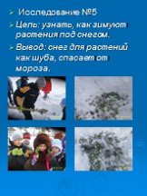 Исследование №5 Цель: узнать, как зимуют растения под снегом. Вывод: снег для растений как шуба, спасает от мороза.