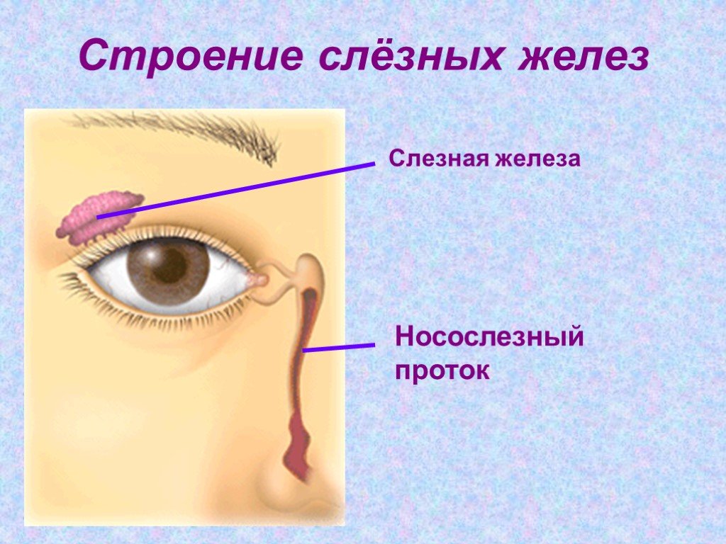 Слезная железа относится к железам. Строение глаза слезная железа. Строение слезной железы анатомия. Слёзная железа анатомия. Строение слезных желез.