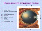 Внутреннее строение глаза. 2 6 3 4 5 7 8 9 1 1 — мышцы глаза; 2 — белочная оболочка (склера); 6 — радужная оболочка; 3 — роговица; 4 — сосудистая оболочка; 5 — сетчатка; 7 — зрачок 8 — хрусталик; 9 — стекловидное тело.