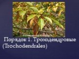 Порядок 1. Троходендровые (Trochodendrales). Trochodendraceae Trochodendron