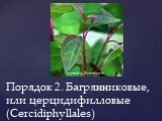Порядок 2. Багрянниковые, или церцидифилловые (Cercidiphyllales). Багряник Японский