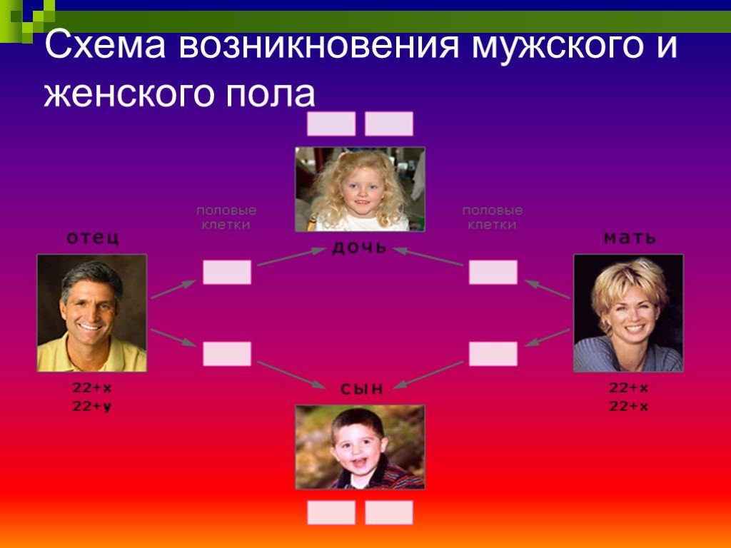 Происхождение мужчины. Генетика пола 10 класс биология. Генетика пола презентация 10 класс. Задачи по генетике пола 9 класс. Генетика пола схема.