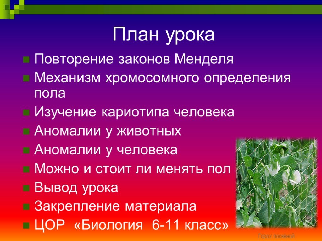 Хромосомное определение пола презентация 10 класс