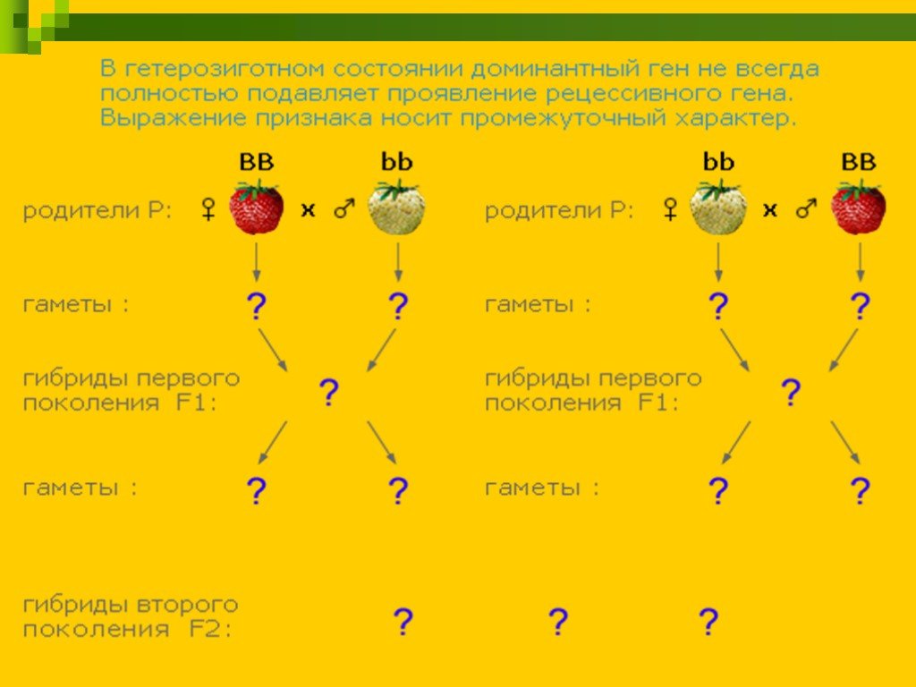 Генетика презентация 10 класс