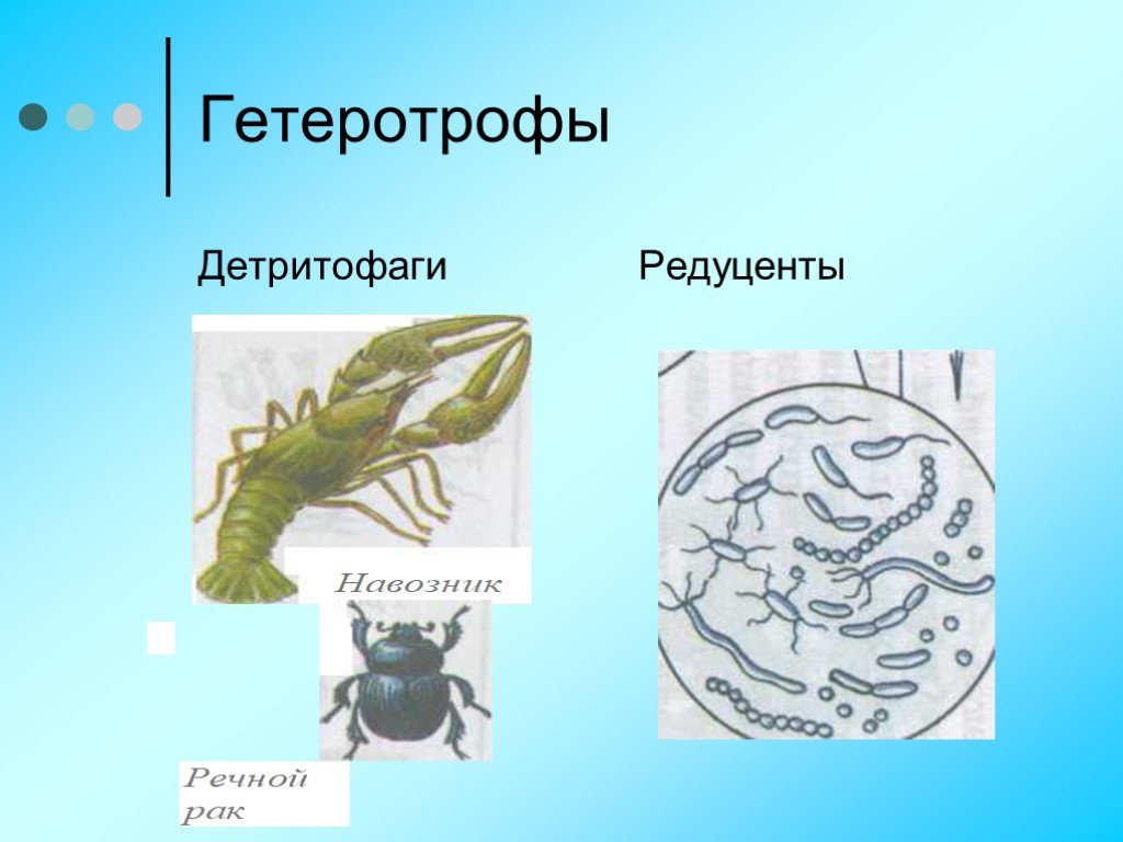 Значение хищников и паразитов для сохранения разнообразия жизни на земле схема