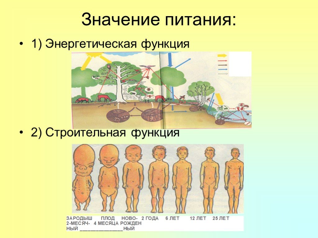 6 организмов. Энергетическая функция пищи. Энергетическая функция питания. Строительная и энергетическая функция. Энергетическая функция еды.