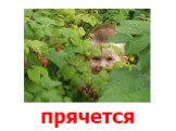 прячется