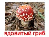 ядовитый гриб
