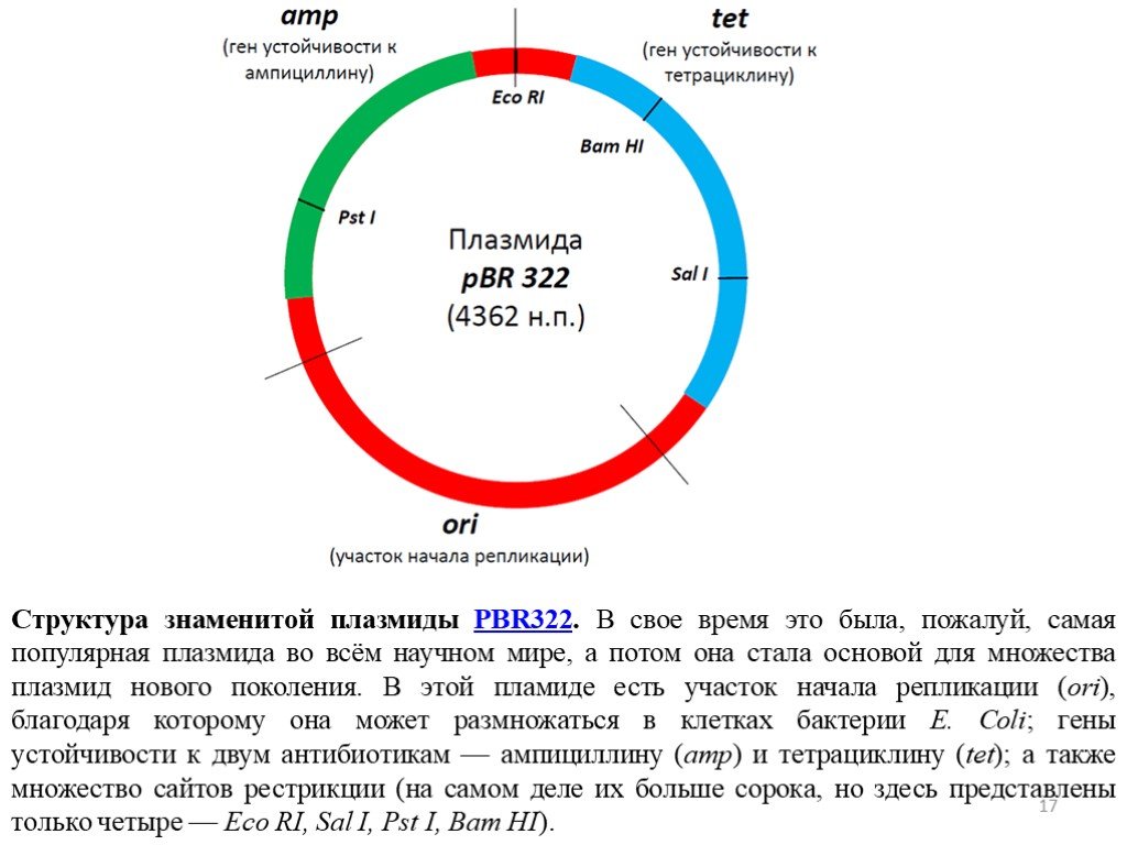 Генетическая карта микроорганизмов