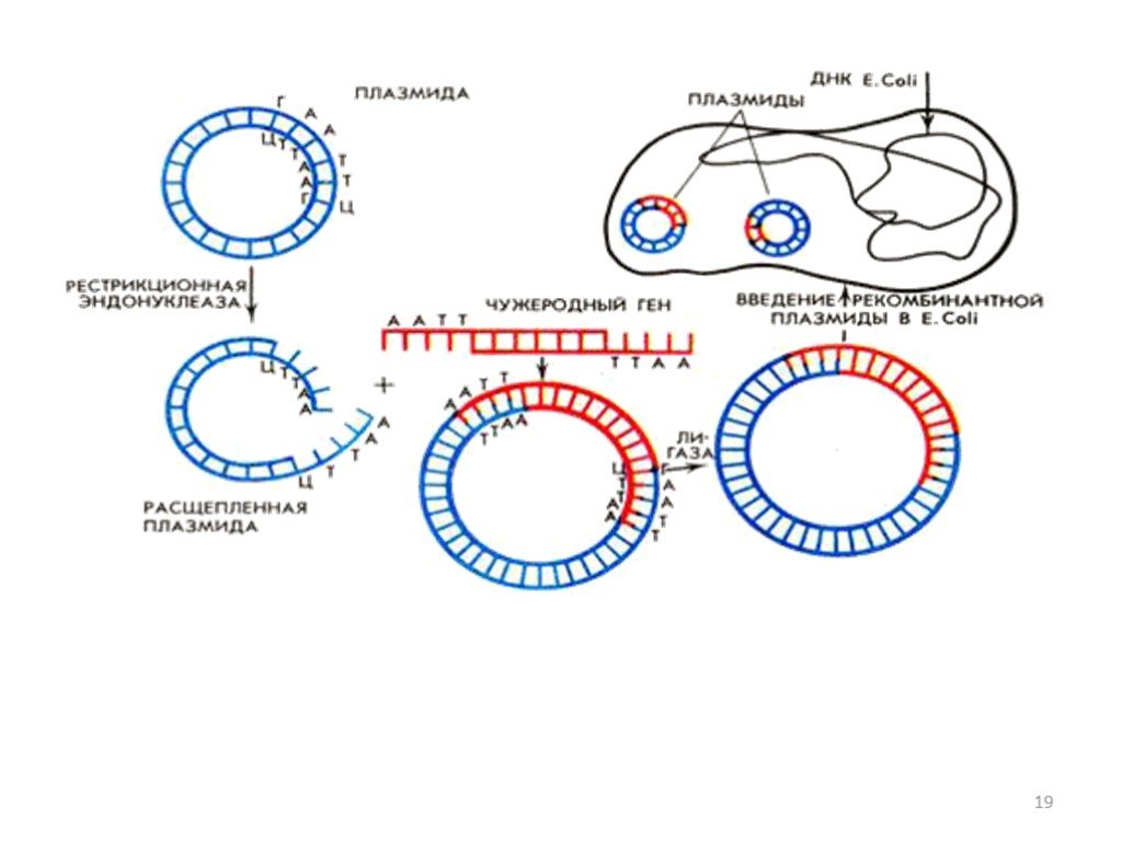 Методы введения плазмид. Способы введения рекомбинантной ДНК В клетки. Схема получения рекомбинантной плазмиды. Схема встраивания Гена в плазмиду. Введение рекомбинантных ДНК В клетки бактерий.