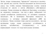 Затем этими плазмидами "заражают" кишечную палочку или другой вид клеток. Клетки высевают на питательную среду так, чтобы каждая бактериальная клетка лежала отдельно от других и могла образовать собственную колонию. Такие колонии не образуют бактерии, в которых не оказалось плазмиды, так к