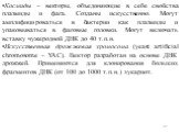 Космиды – векторы, объединяющие в себе свойства плазмиды и фага. Созданы искусственно. Могут амплифицироваться в бактерии как плазмиды и упаковываться в фаговые головки. Могут включать вставку чужеродной ДНК до 40 т.п.н. Искусственная дрожжевая хромосома (yeast artificial chromosome – YAC). Вектор р