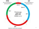 Принципы генной инженерии микроорганизмов Слайд: 44